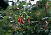 Fuchsia 'Chang'