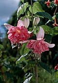 Fuchsia 'Marcus Graham'