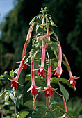 Fuchsia 'Janna'