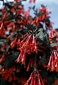 Fuchsia triphylla 'Gardener Bonstedt'