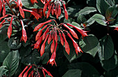 Fuchsia 'Göttingen'