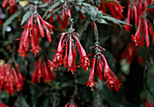 Fuchsia triphylla 'Mary'