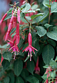 Fuchsia 'Tourtonne'