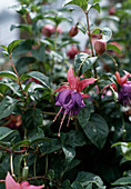 Fuchsia 'Yonder Blue'