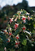 Fuchsia 'Galadriel'