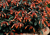 Fuchsia Triphylla hybr. 'Haity'