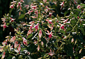 Fuchsia 'Twinkling Star'