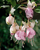 Fuchsia hybrid