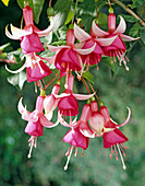 Fuchsia 'Isle of Mill'