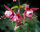 Fuchsia 'Architect L. Mercier'