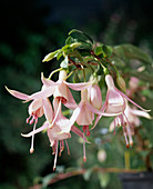 Fuchsia 'Cloverdale Pearl'