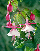 Fuchsia 'Tolling Bell'