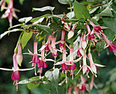 Fuchsia 'Mrs. Lovel Swisher'