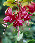 Fuchsia exoniensis