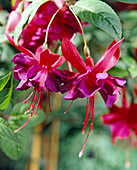 Fuchsia hybrid