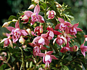 Fuchsia 'Alison Ewart'