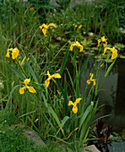 Iris pseudacorus (Marsh iris) at the edge of a pond