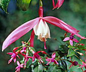 Fuchsia hybrid