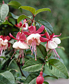 Fuchsia 'Hanna'