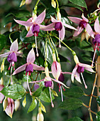 Fuchsia 'Forget Me Not'