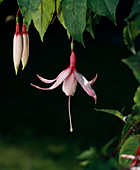 Fuchsia hybrid