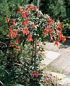 Fuchsia triphylla-hybr. 'Thalia'
