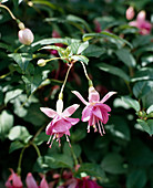 Fuchsia 'Cara Mia'