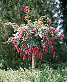 Fuchsia 'Beacon'