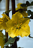 Frementodendron