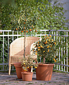 Fortunella japonica und Fortunella japonica variegata