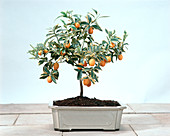 Fortunella japonica 'Variegata'