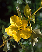 Frementodendron californicum