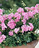 Small flowered geranium