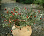 Grevillea romarinifolia