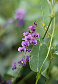 Hardenbergia violacea