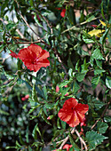 Hibiscus rosa-sinensis