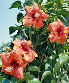 Hibiscus Us.hybride 'Ladybird'