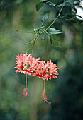 Hibiscus schizopetalus