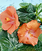 HIBISCUS US-Hybride 'all Aglow'