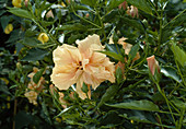 Hibiscus hybrid