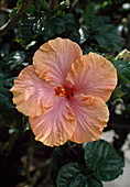 Hibiscus rosa-sinensis