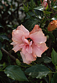 Hibiscus rosa-sinensis