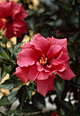 Hibiscus rosa sinensis