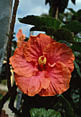 Hibiscus hybrid