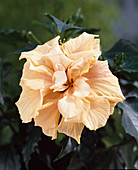 Hibiscus rosa-sinensis