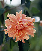 Hibiscus rosa-sinensis