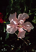 Hibiscus rosa-sinensis