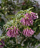 Iochroma cyaneum