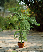 Jacaranda mimosifolia (Palisanderbaum)