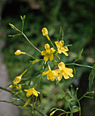 Jasminum aurantiacum